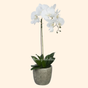 Orquídea en Maceta