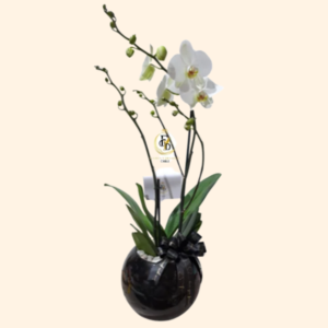 Orquídea en pecera