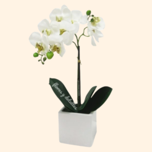 Orquídea en Cubo.