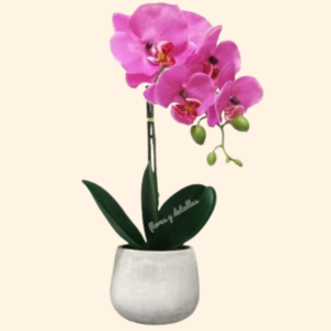 Lujosa orquídea fucsia en base.