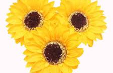 girasol de jabón a granel