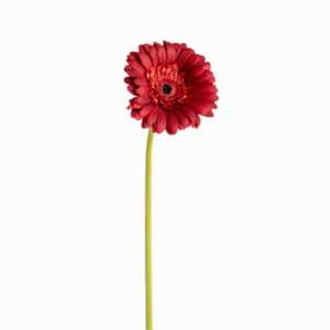 Vara de Gerbera Roja