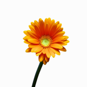 Vara de Gerbera Naranja