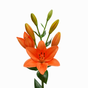 Vara de Lirio Naranja