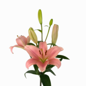 Vara de Lirio Rosado