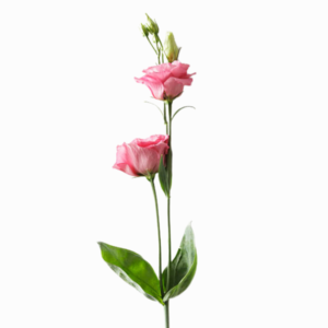 Vara de Lisianthus Rosado