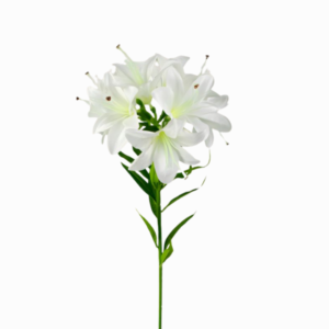 Vara de Lirio Blanco