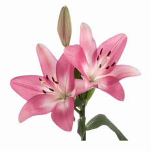 Vara de Lirio Fucsia