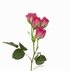 Vara de Mini Rosas Rosadas