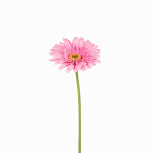 Vara de Gerbera Rosada