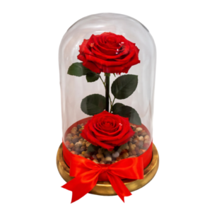 Cúpula con dos rosas preservadas